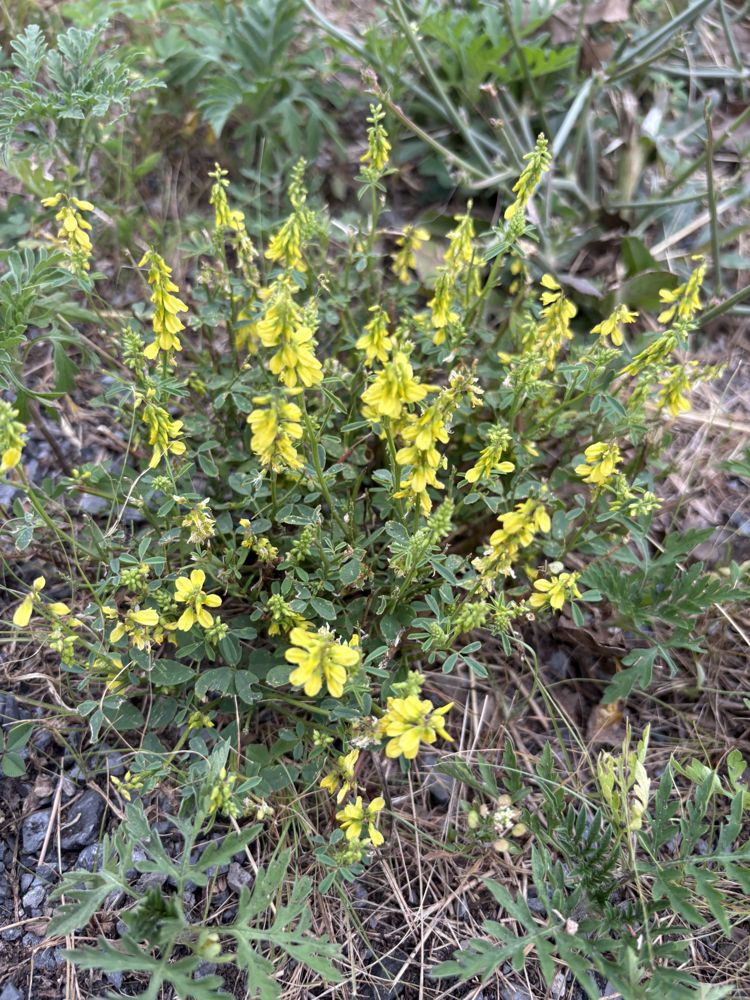 Yellow sweet clover