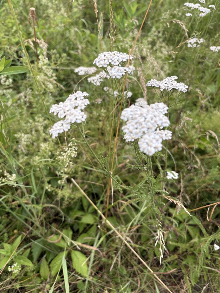 Common yarrow