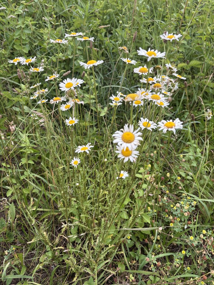 Oxeye daisy
