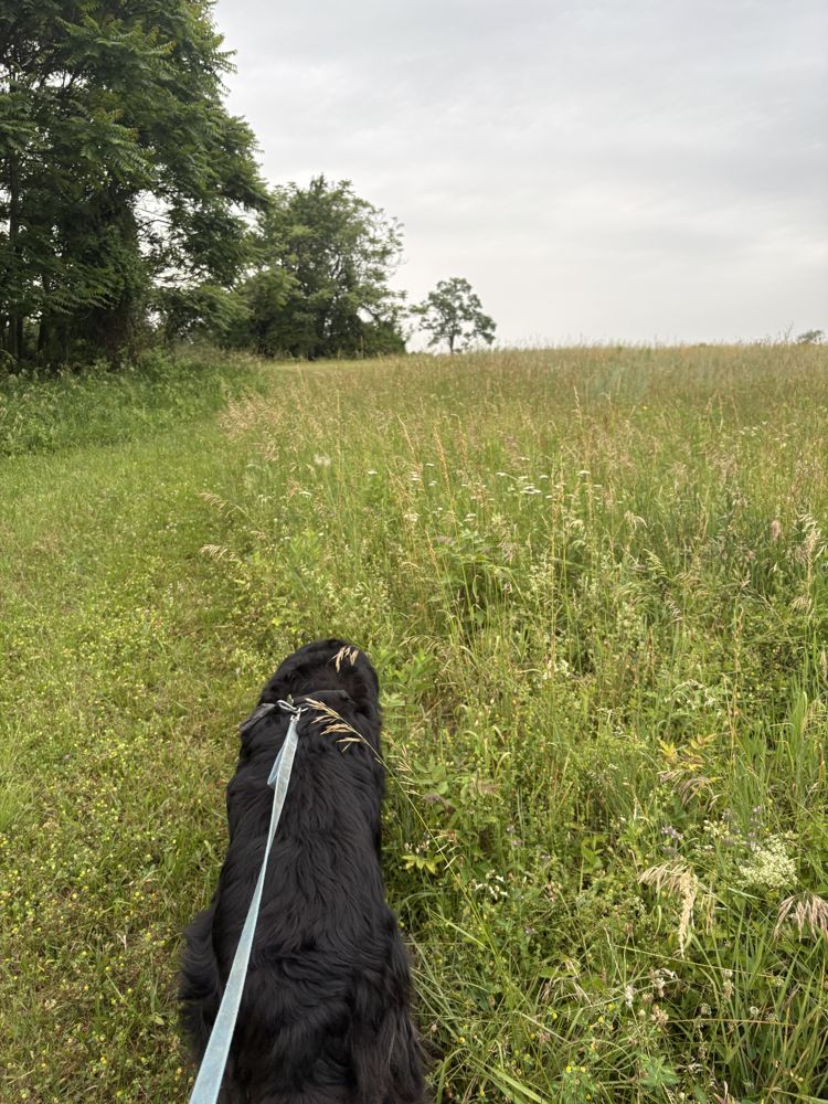 Milo, meadow ahead