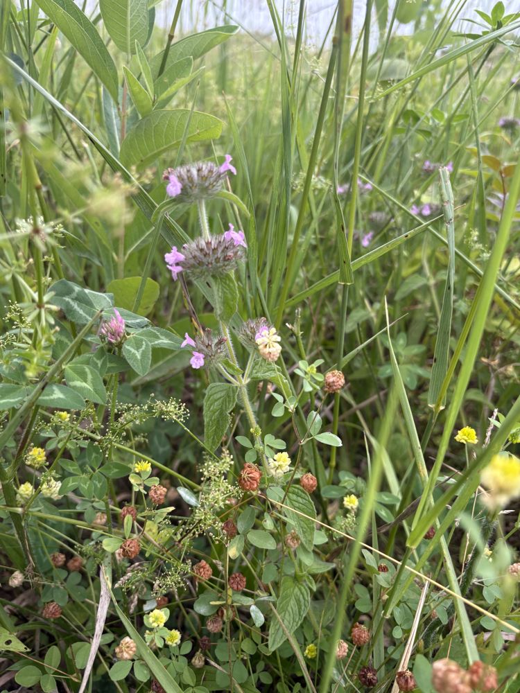 Wild basil