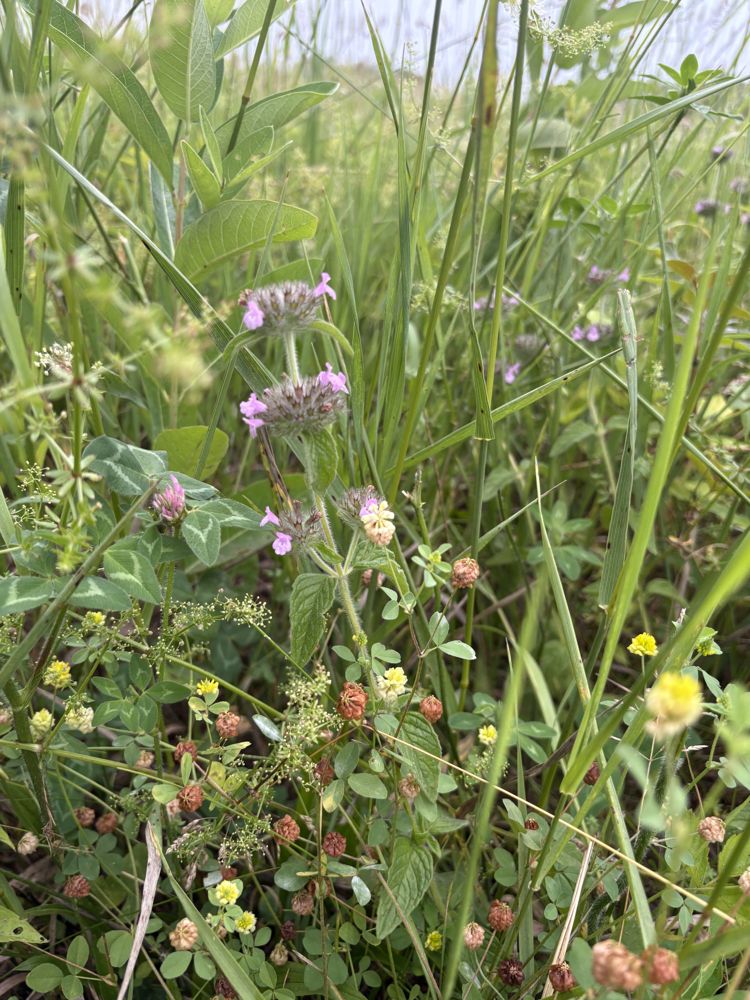Wild basil
