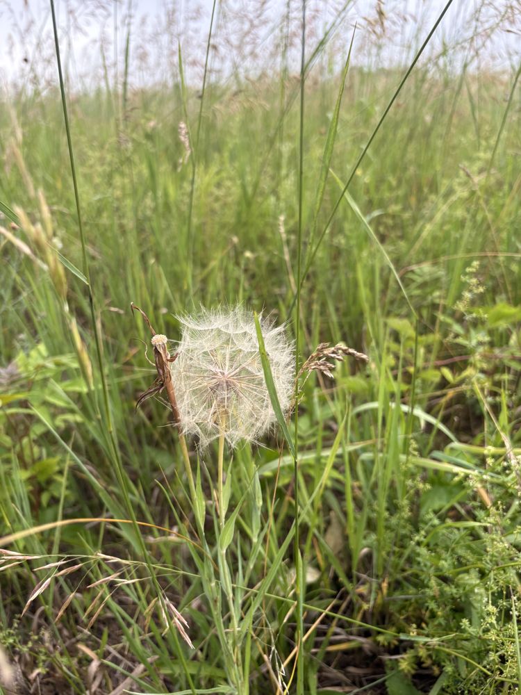 Goat's beard, gone to seed