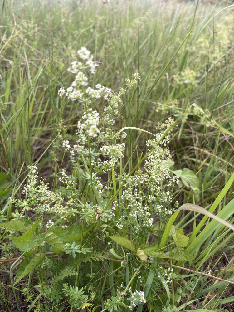Bedstraw