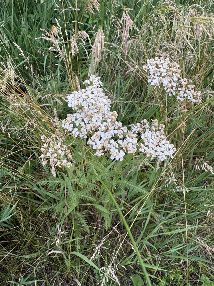 Common yarrow