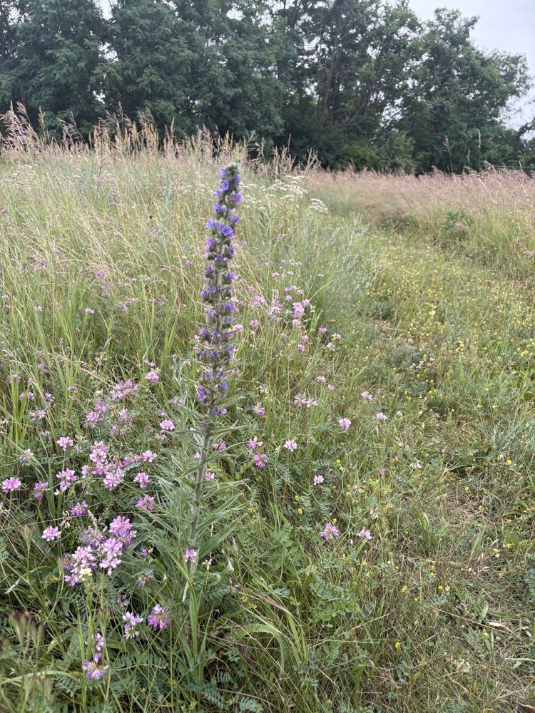 Crown vetch with blueweed