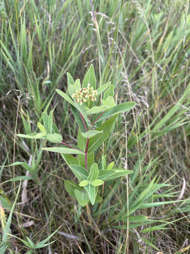 Common milkweed, budding