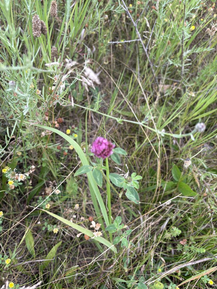 Red clover