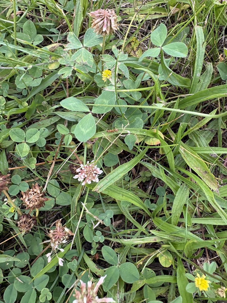 Clover patch