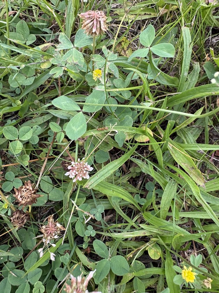 Clover patch