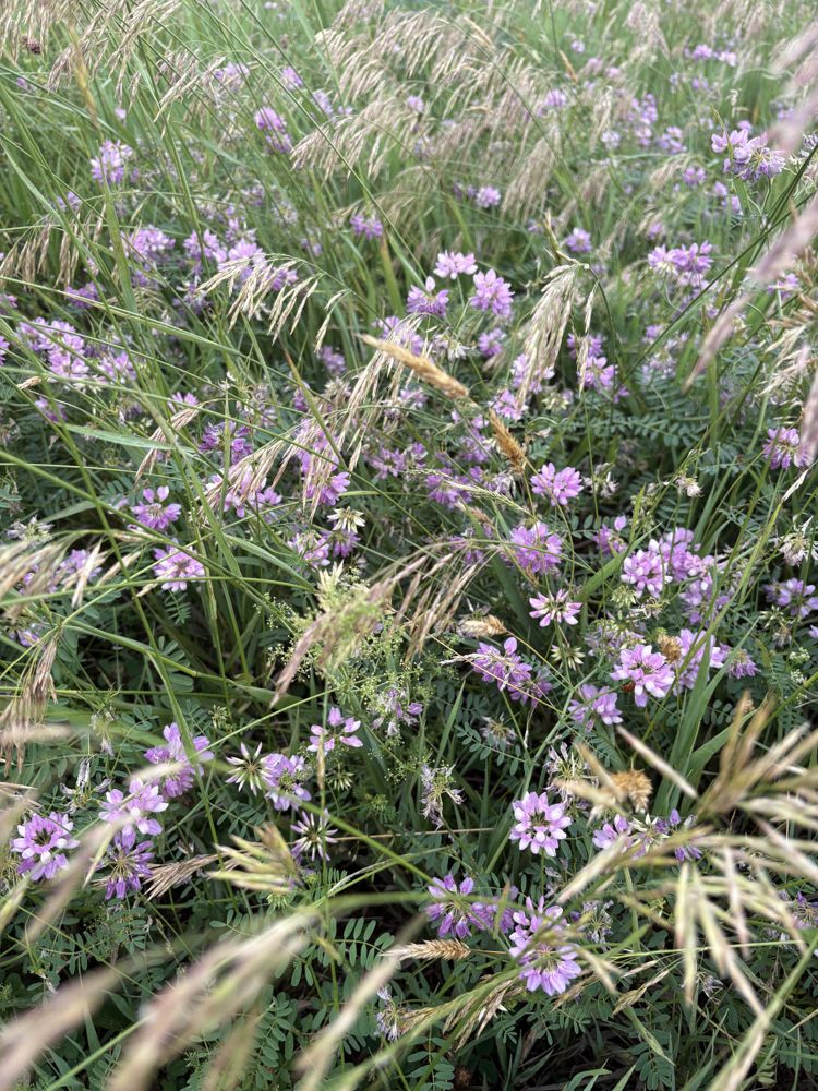 Crown vetch, in bloom