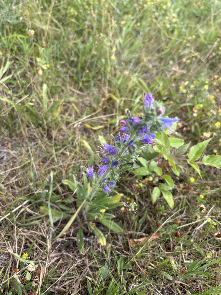 Blueweed / viper's bugloss
