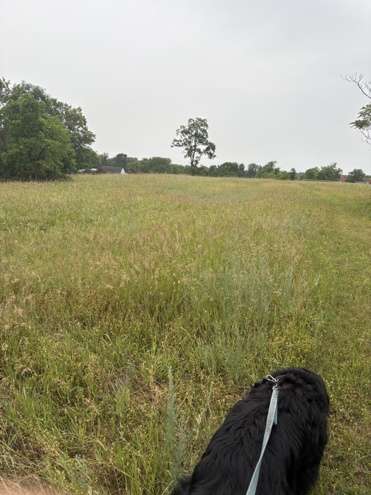 Milo in the meadow