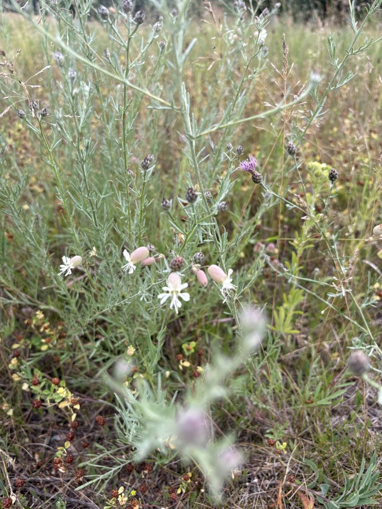 Bladder campion with spotted knapweed