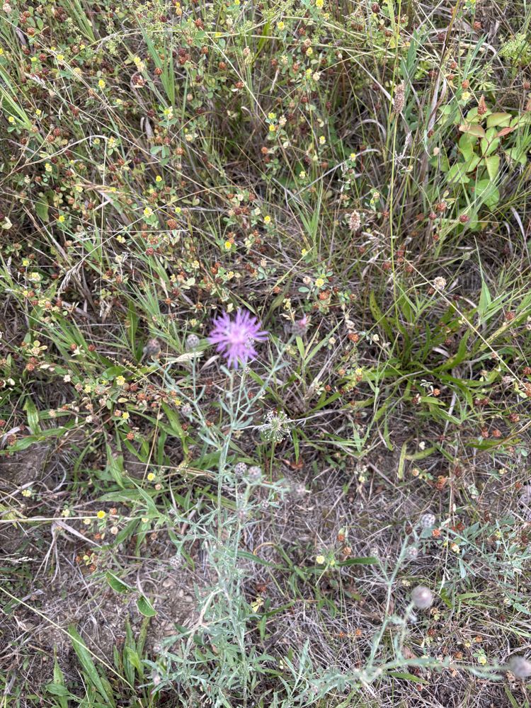 Spotted knapweed