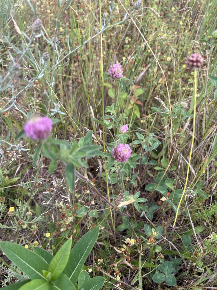 Red clover