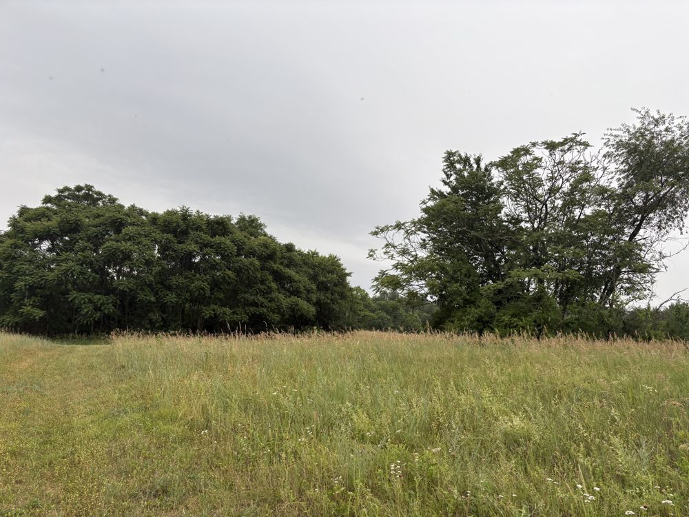 The meadow, wide view