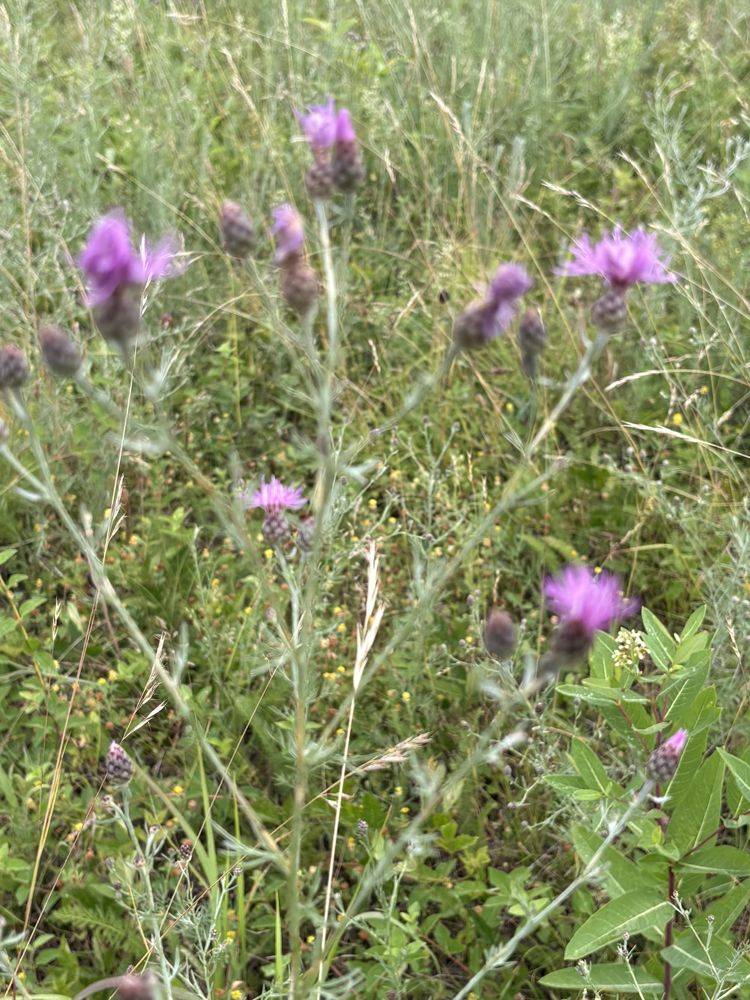 Spotted knapweed, in bloom