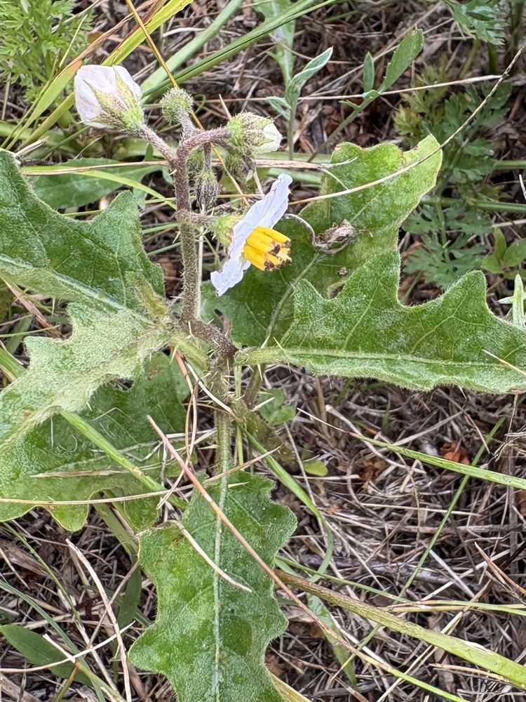 Horse nettle