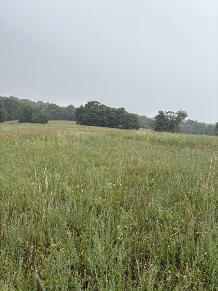 The wide meadow, rain starting