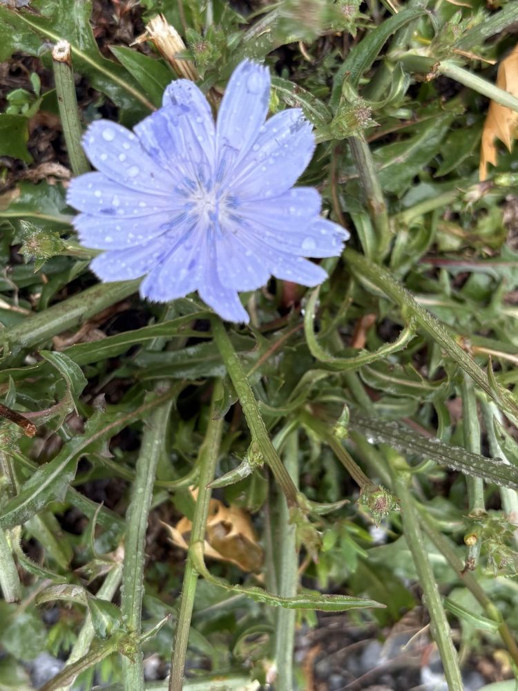 Chicory