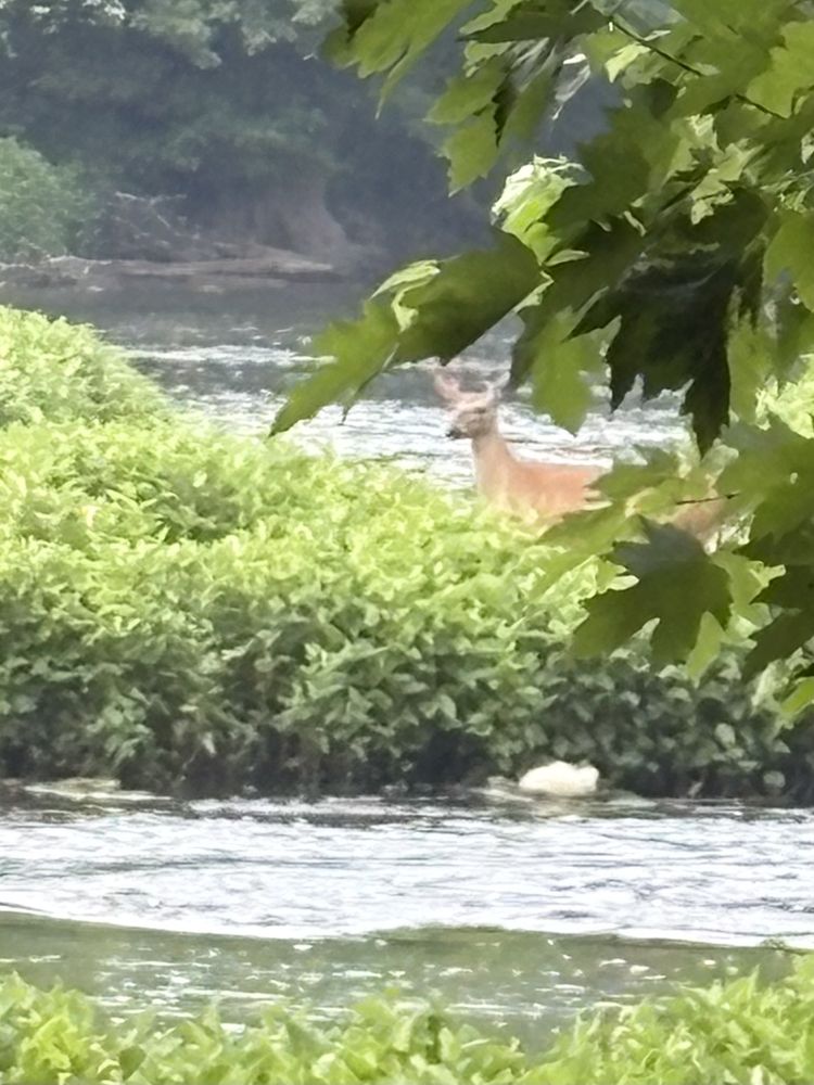 A doe in the river