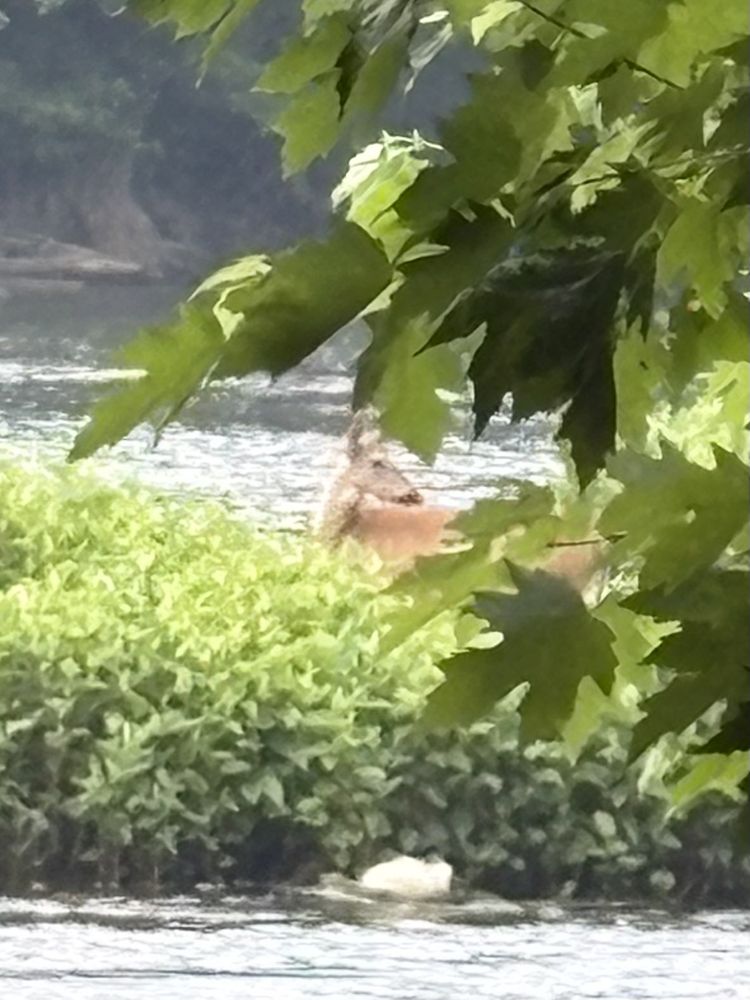 A doe in the river