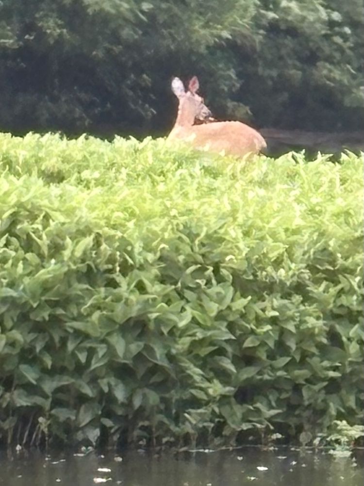 Resting on the bank