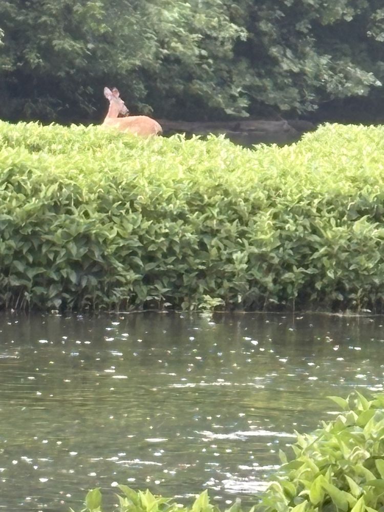 Resting on the bank