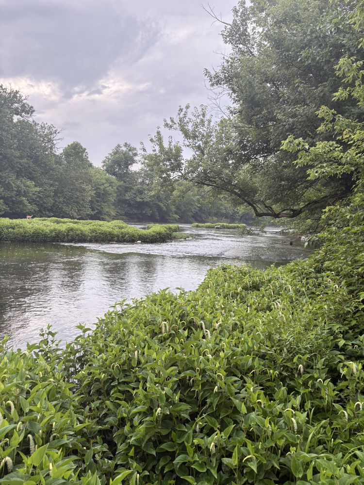 The river view