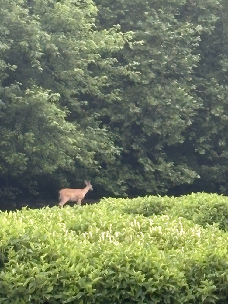 A heron joins the scene