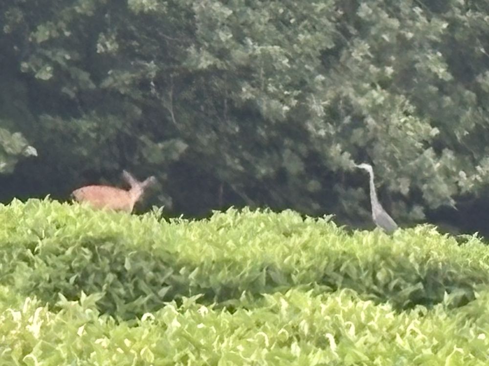 Deer and heron together