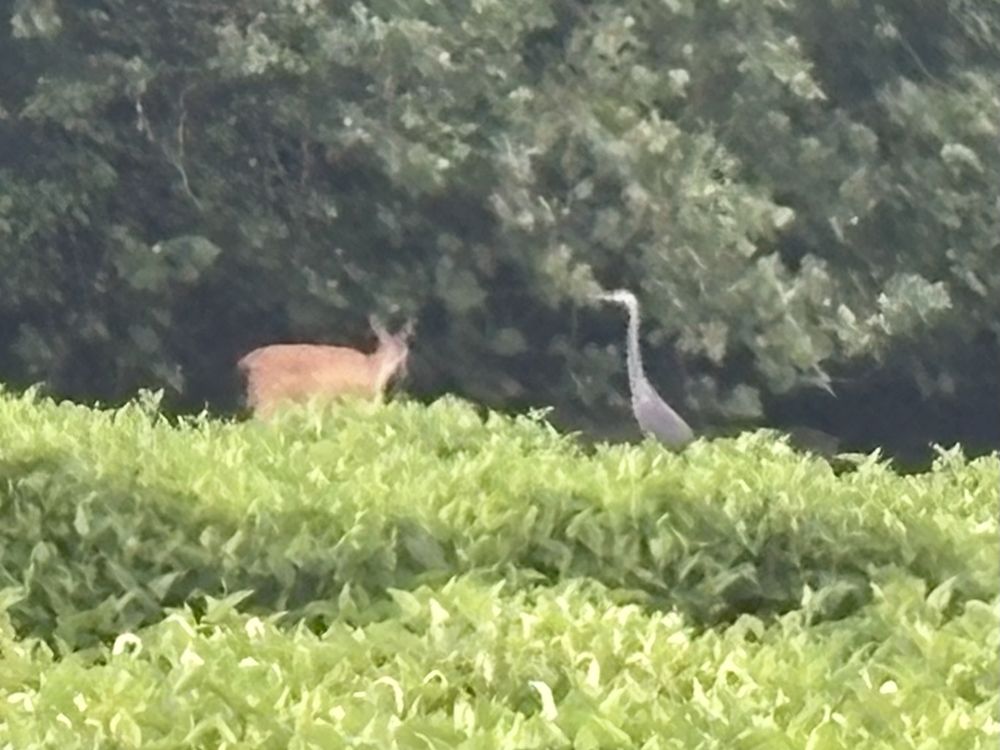 Deer and heron together