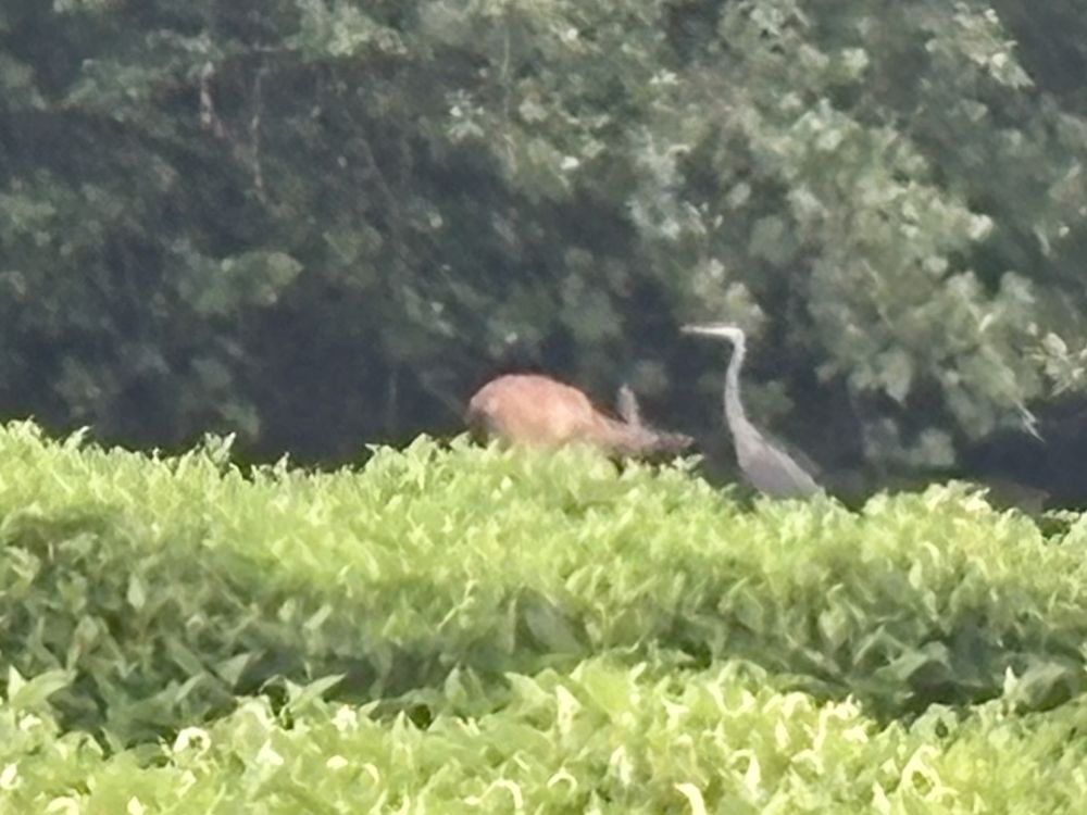 Heron, neck extended