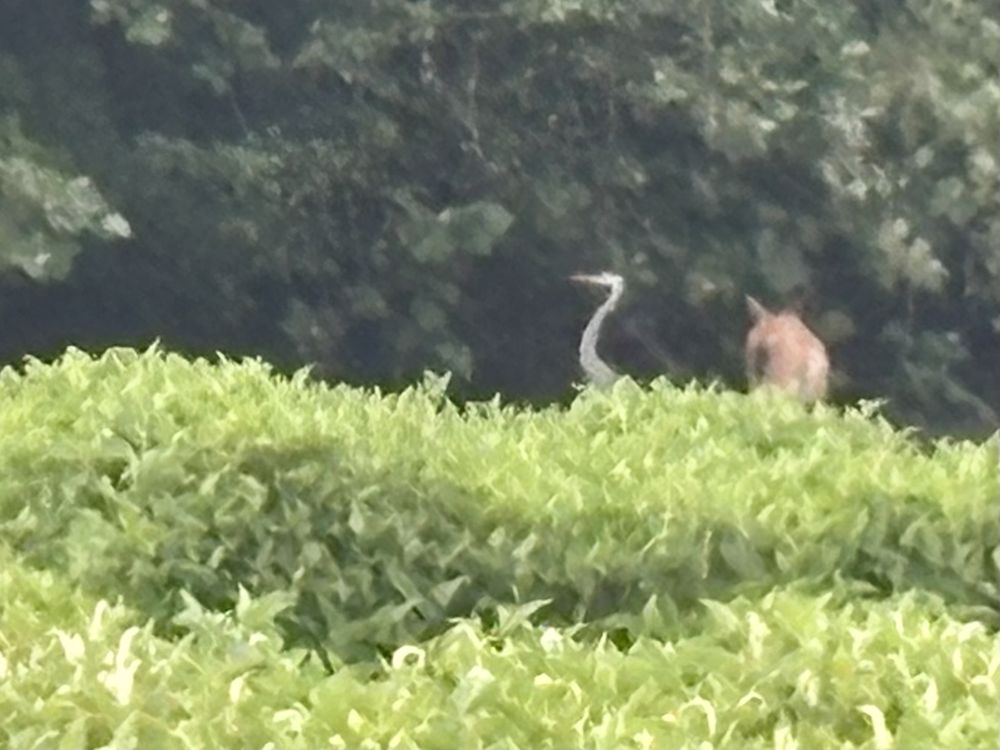 Heron and deer, parting ways