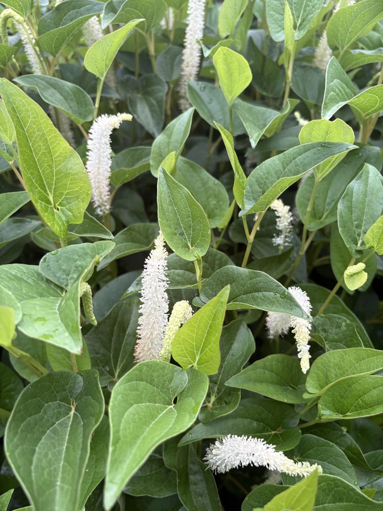 Lizard's tail
