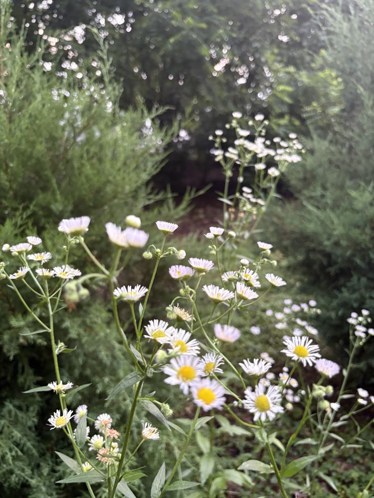 Daisy fleabane