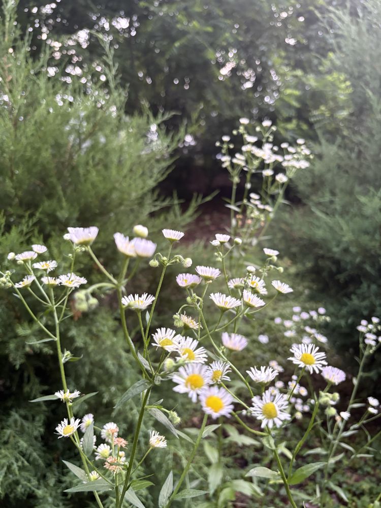 Daisy fleabane