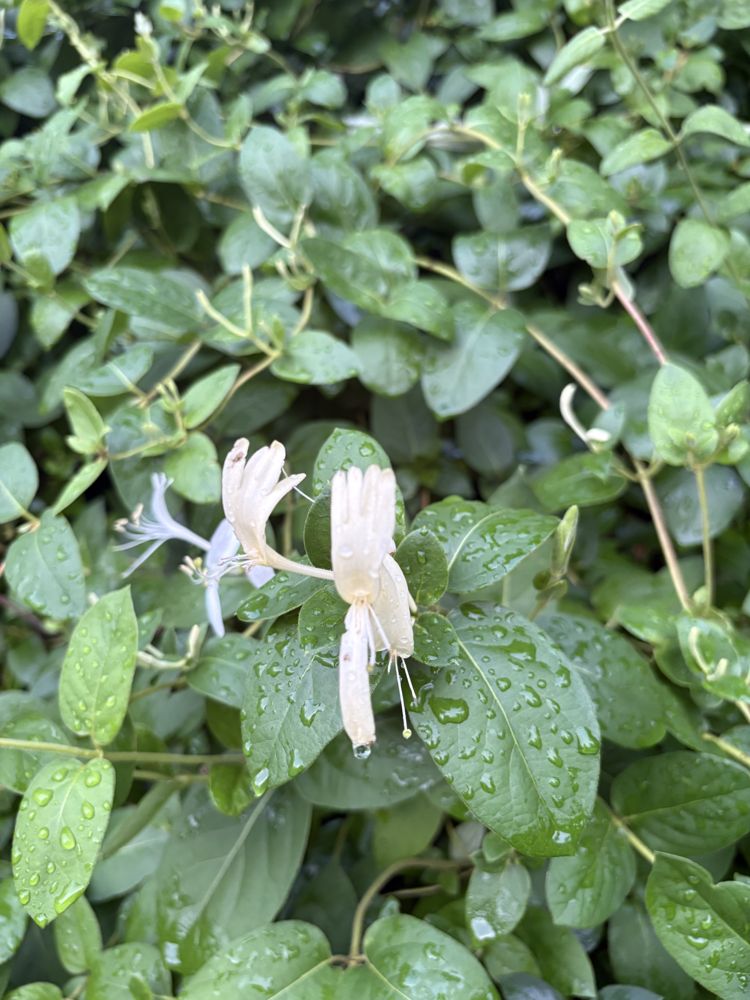 Japanese honeysuckle