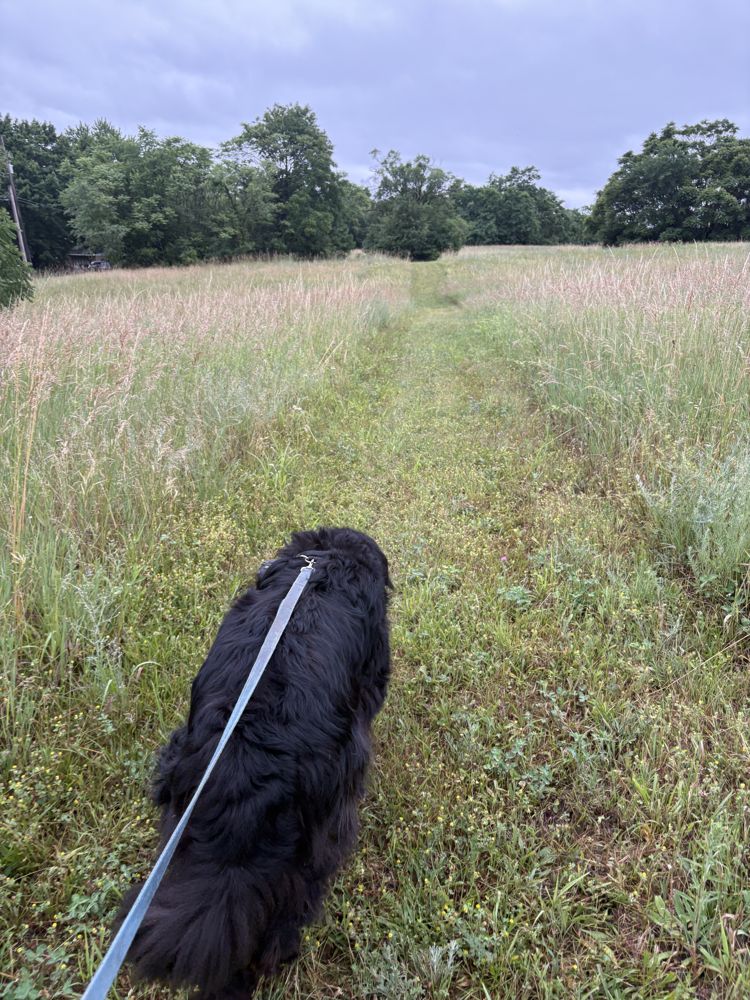 Milo, leading the way