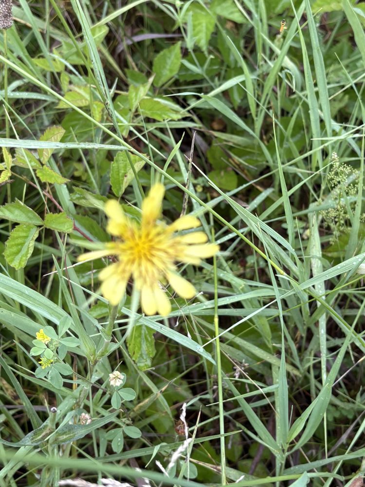 Goat's beard, in bloom