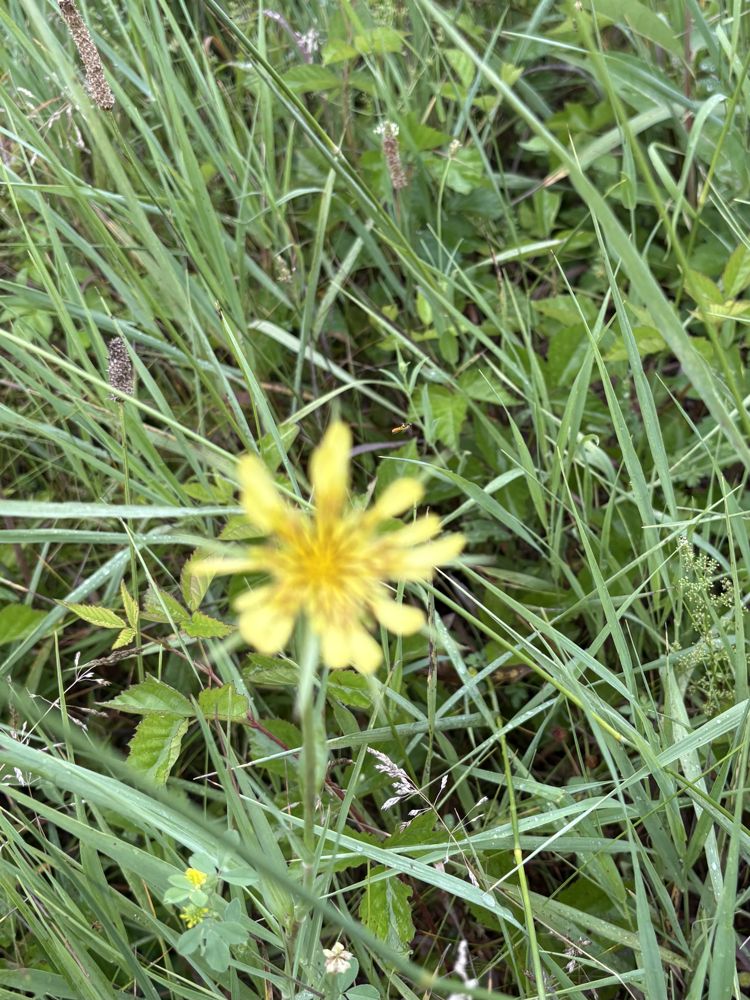 Goat's beard, in bloom