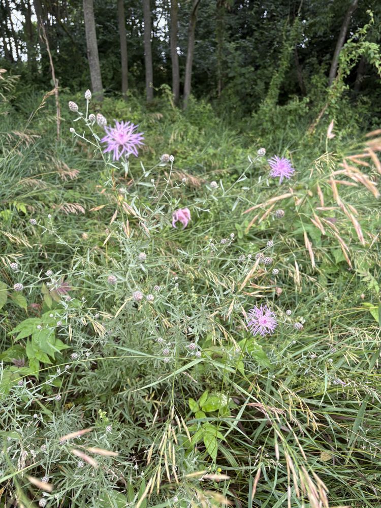 Spotted knapweed