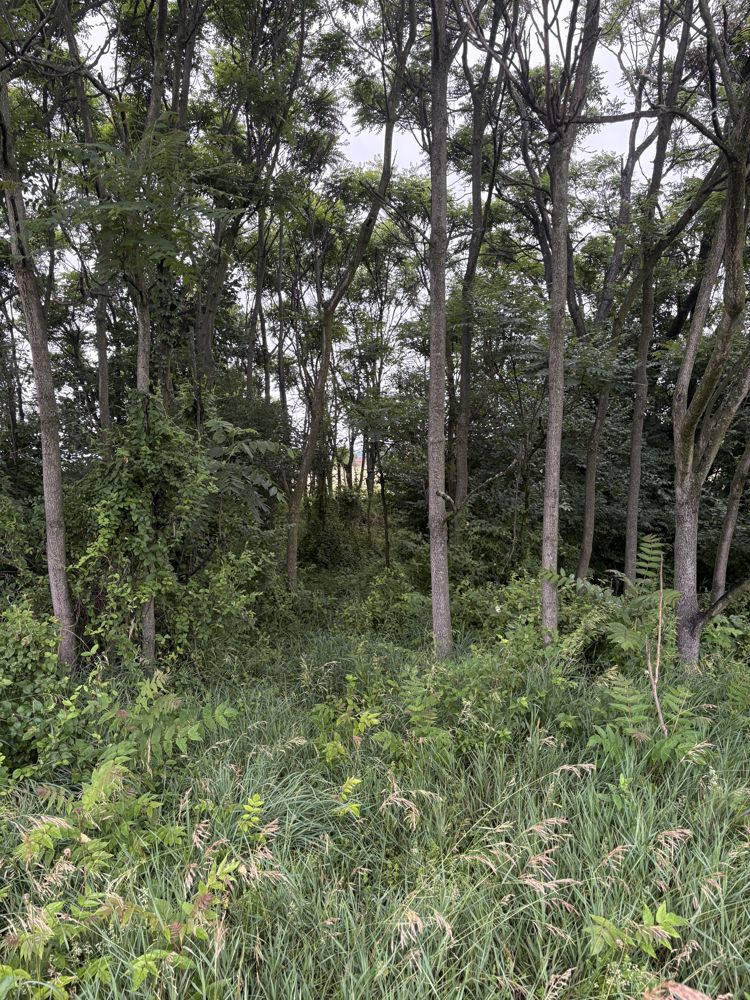 Into the trees
