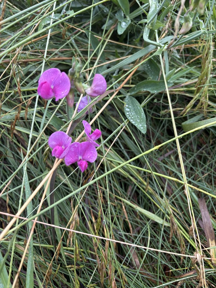 Perennial sweet pea
