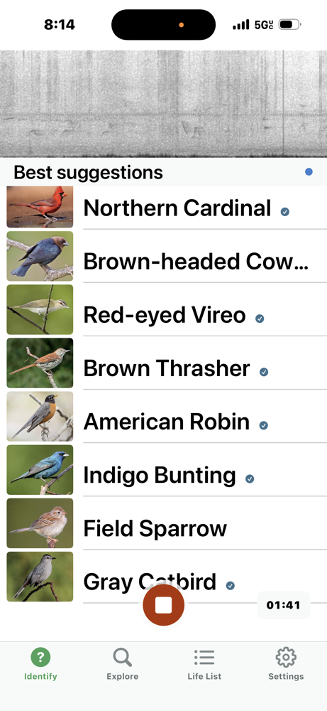 This morning's birdsong, by ear