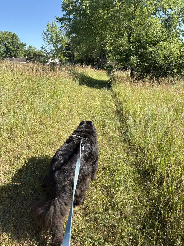 Milo, full speed ahead