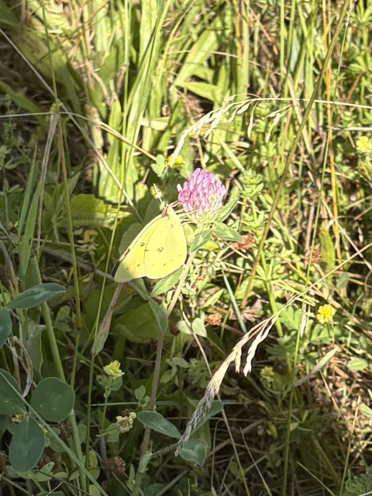 Orange sulphur butterfly