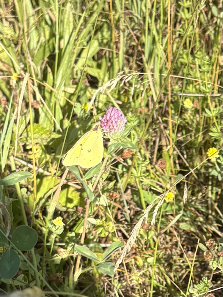 Orange sulphur butterfly