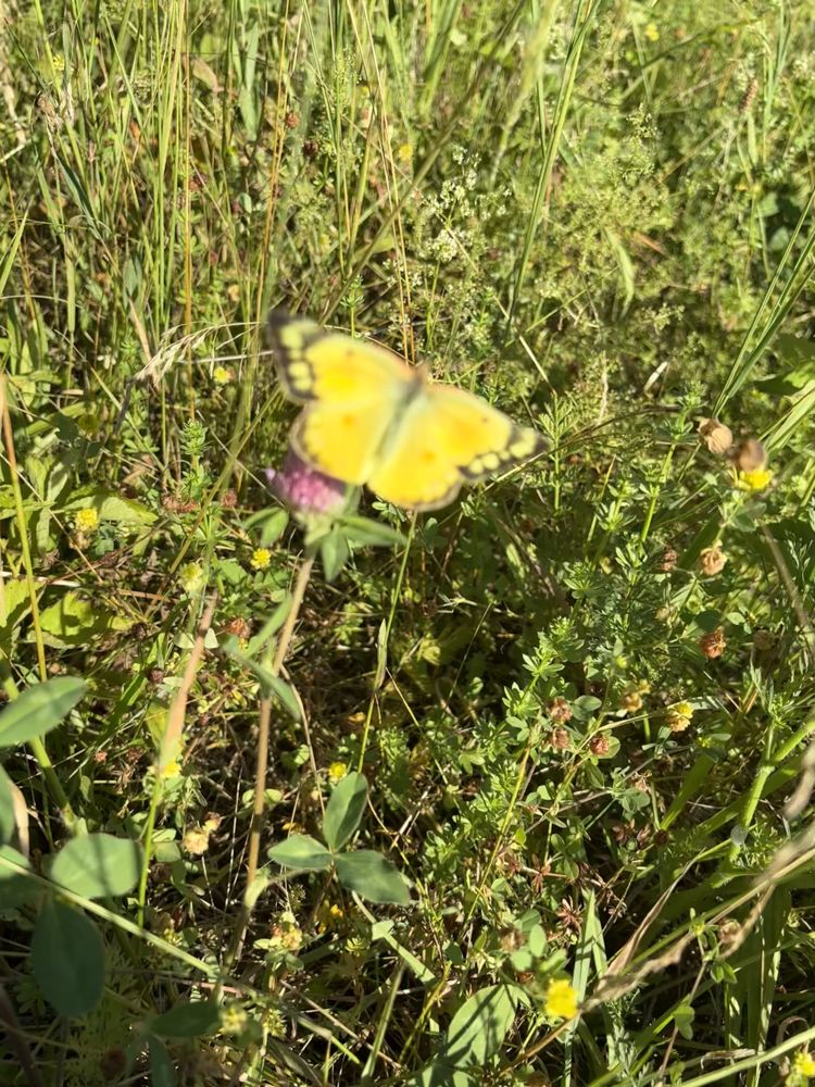 Orange sulphur butterfly, wings open